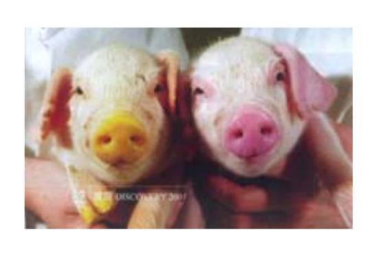 转基因动物(科学名词)