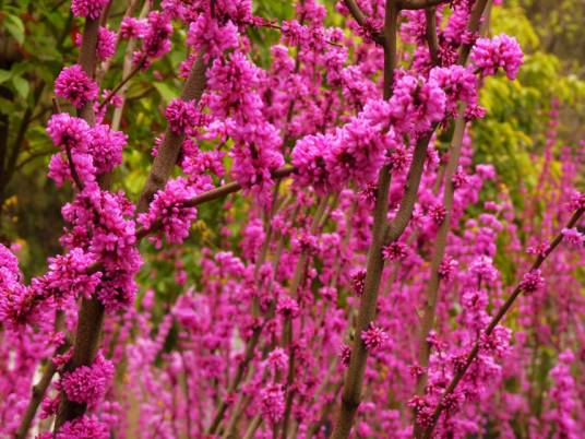 紫荆树(豆科紫荆属植物)