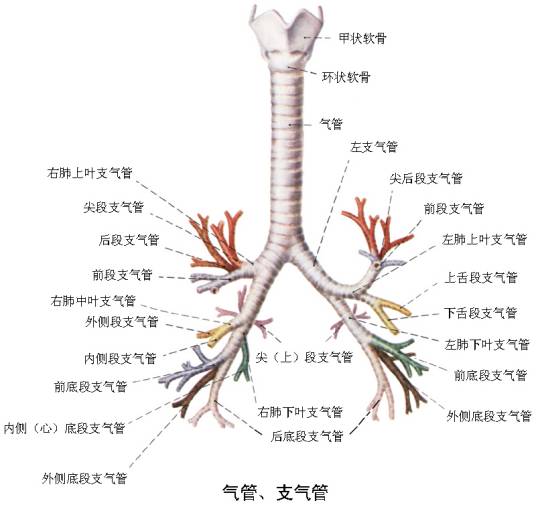 哮喘性支气管炎