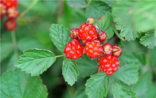 茅莓(蔷薇科悬钩子属植物)