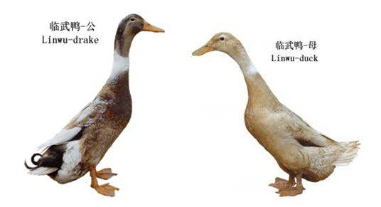 临武鸭