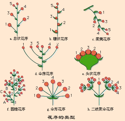 柔荑花序（植物学上无限花序的一种）