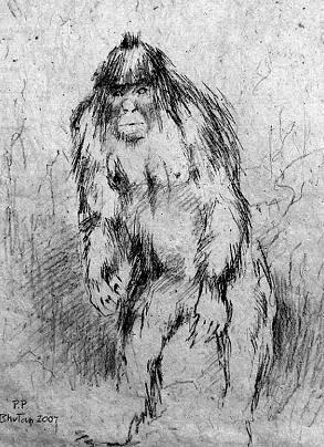 喜马拉雅雪人(界于人和猿之间的神秘生物)