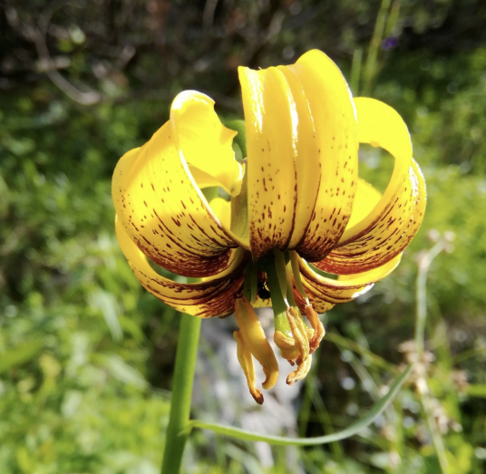 金百合(百合科百合属植物)