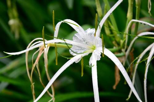 水鬼蕉（石蒜科水鬼蕉属植物）