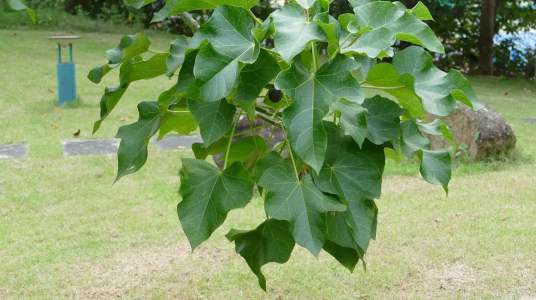 麻风树(大戟科麻风树属植物)