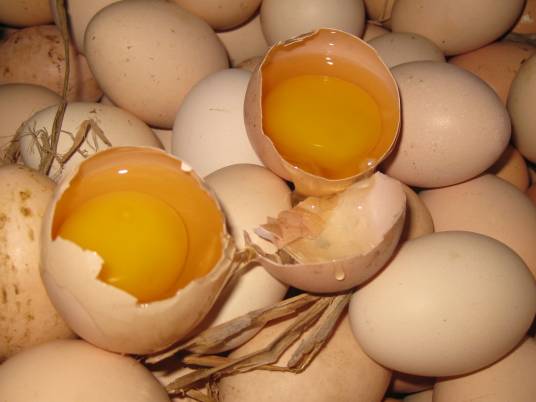 初生蛋