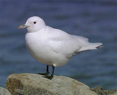 白鸥(鸥科鸟类)