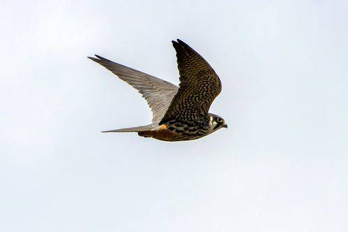 隼（隼形目隼科下一属）