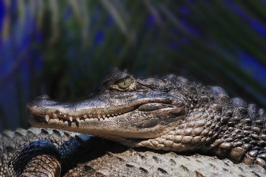 鳄鱼泪（词语解释）
