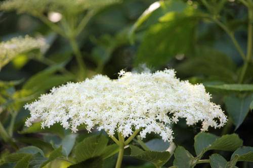 接骨木花（忍冬科摘取部位植物）