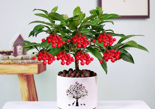 金玉满堂（紫金牛科紫金牛属植物）