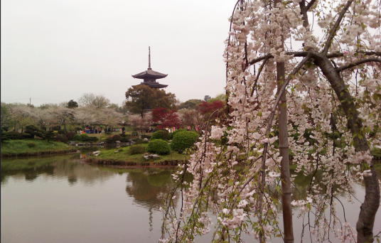 武汉东湖磨山樱园