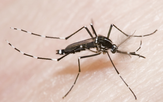 白纹伊蚊