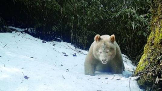 白色大熊猫