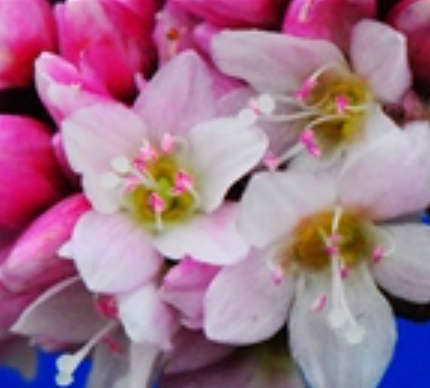 水红花子（中药）