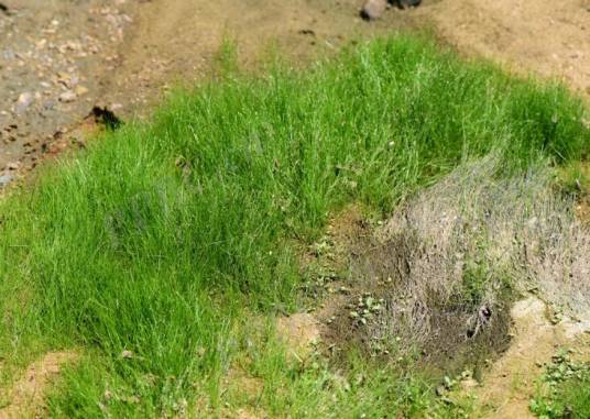 牛毛毡(莎草科荸荠属植物)