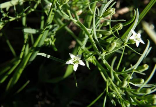 百蕊草（檀香科百蕊草属植物）