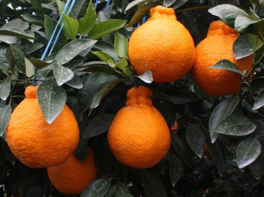 不知火(芸香科柑橘属柑橘种下的杂柑品种)