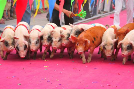 荣昌猪（猪科猪属动物）