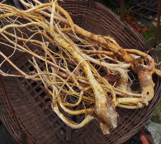 五指毛桃根(荨麻目桑科植物)