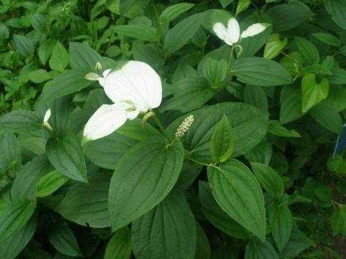 三白草(三白草科三白草属植物)