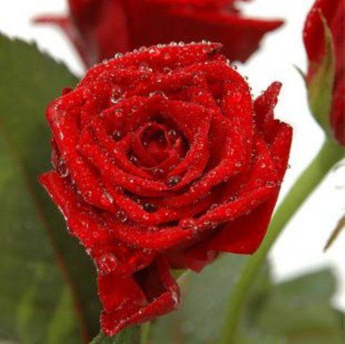 花木(一是花卉苗木简称;二是古代儿童的启蒙读物)