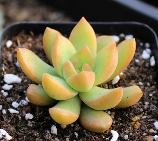 黄丽（景天科景天属多年生多肉植物）