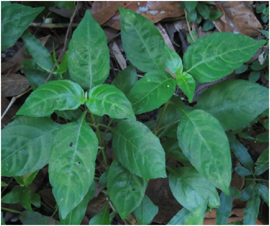 狗肝菜（中药药材）