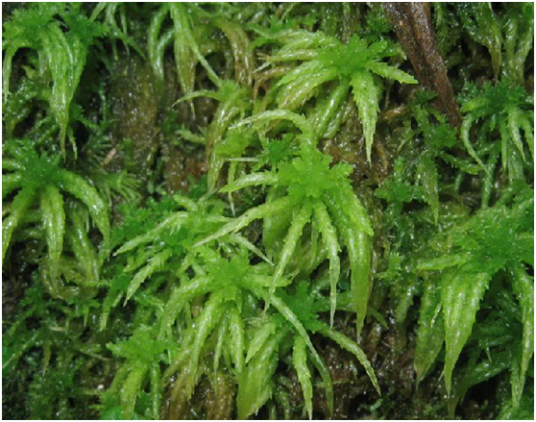 泥炭藓（中药名）