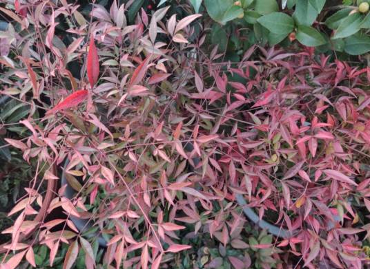 南天竹（小檗科南天竹属植物）