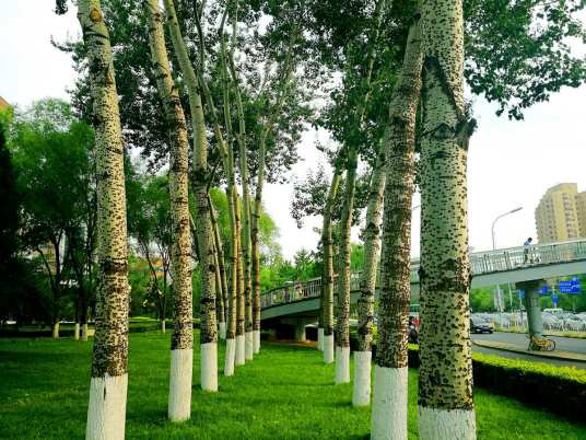 毛白杨（杨柳科杨属植物）