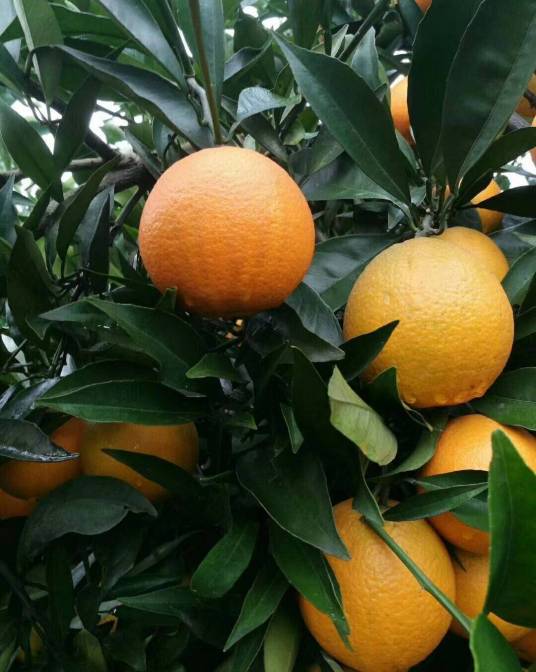 香橙（芸香科柑橘属植物）