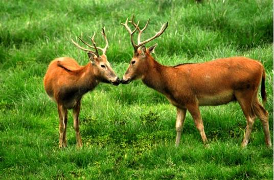 麋鹿(鹿科麋鹿属哺乳动物)