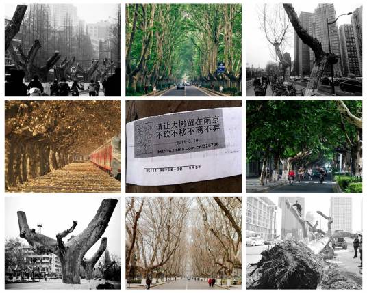 南京梧桐树事件