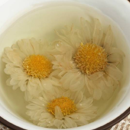 滁菊(菊目菊科植物)