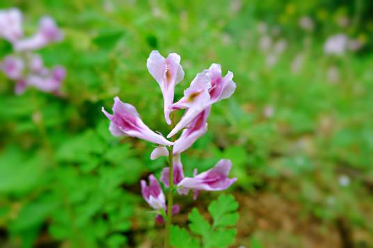 紫堇(罂粟科紫堇属植物)