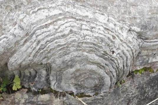叠层石（原核生物所建造的有机沉积结构）