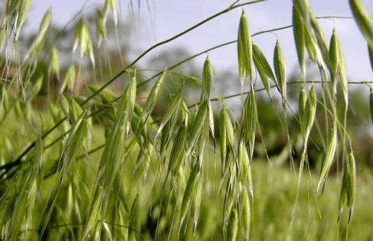 燕麦草（禾本目禾本科植物）