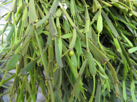 螃蟹脚（桑寄生科槲寄生属植物）