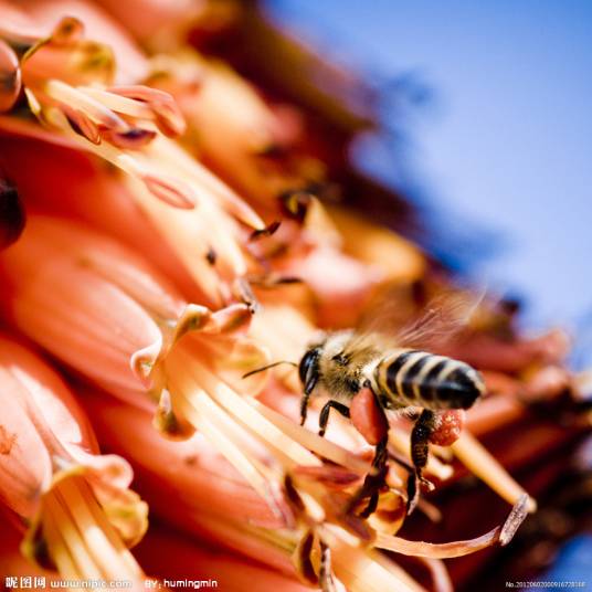 采蜜（蜜蜂的一种行为）