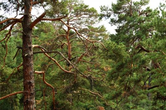 赤松（松科松属植物）