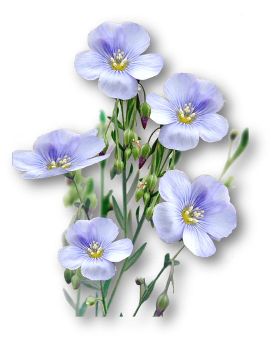 亚麻子（亚麻科亚麻属植物）