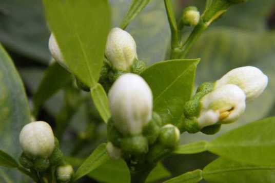 玳玳花（分布于中国南部）