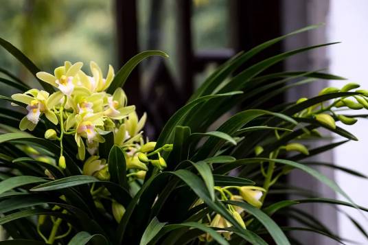 虎头兰(兰科兰属植物)