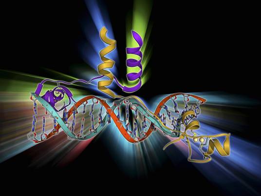 性激素结合球蛋白