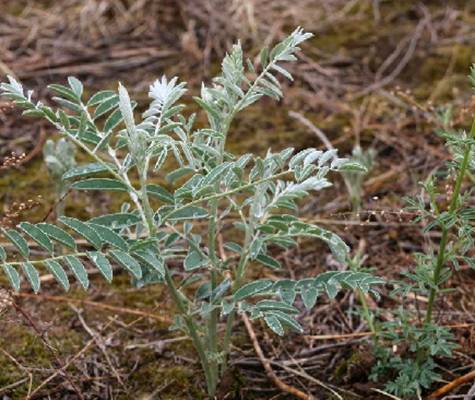 苦豆子(豆科苦参属植物)