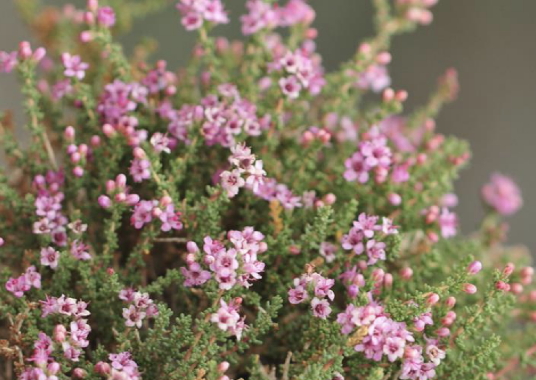 红砂(柽柳科红砂属植物)