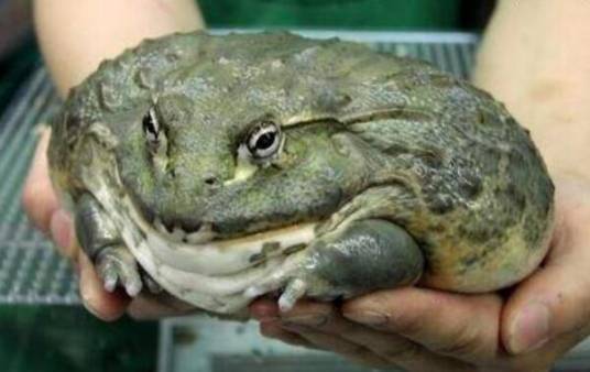 非洲牛箱头蛙