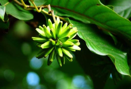 喜树(蓝果树科喜树属植物)